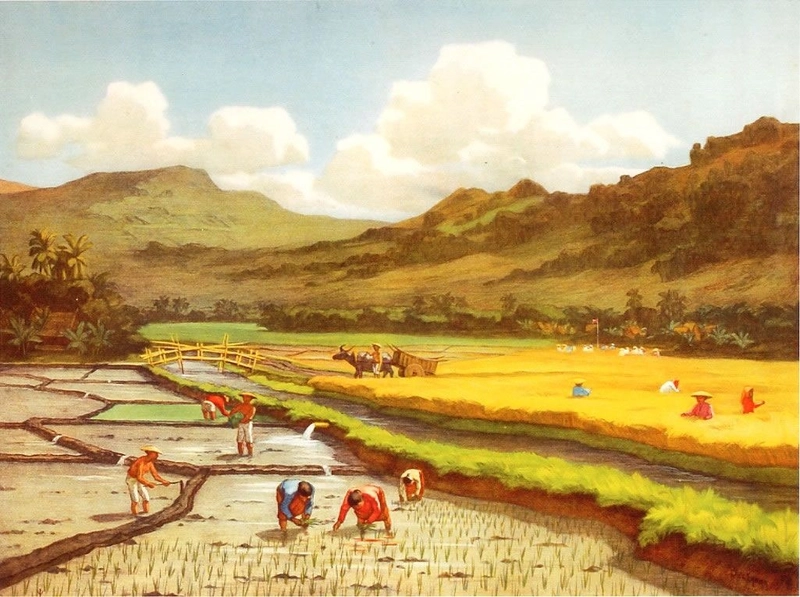 tranh vẽ trồng lúa