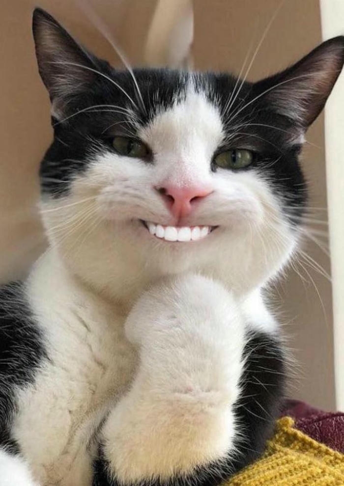 Ảnh meme mèo cười dễ thương và độc đáo