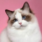 ảnh avatar mèo vô tri meme