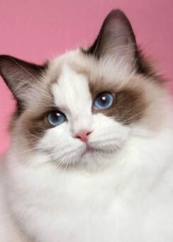 Tuyển tập 134+ avatar mèo vô tri cute, lầy lội và thú vị - Homepage featured post