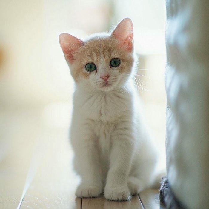 ảnh mèo vô tri avatar ngộ nghĩnh