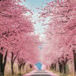 anime cạnh nhành hoa anh đào