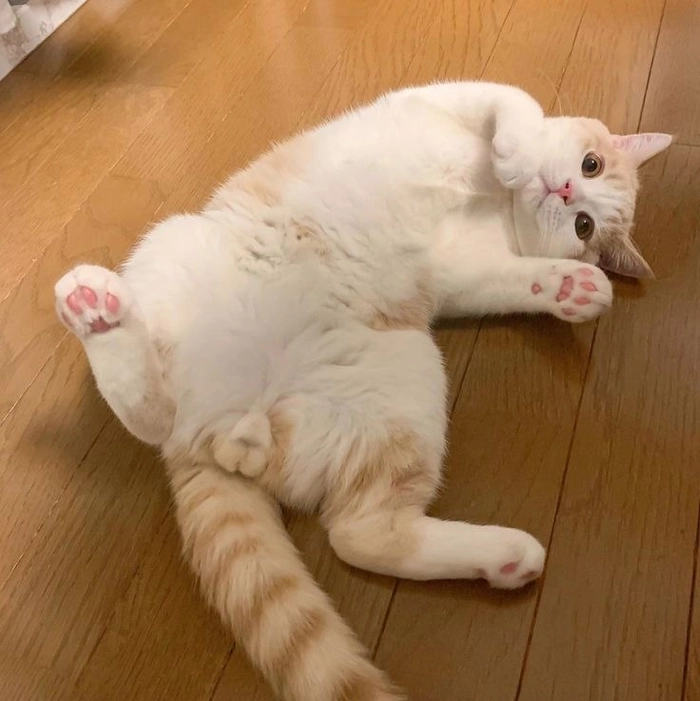 avatar mèo cute với thần thái lạnh lùng độc đáo