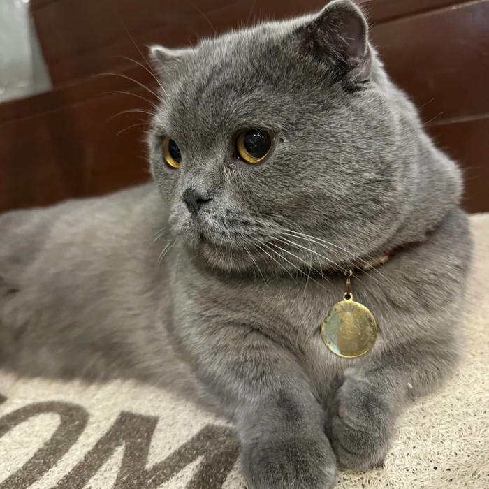 avatar mèo vô tri ảnh hài