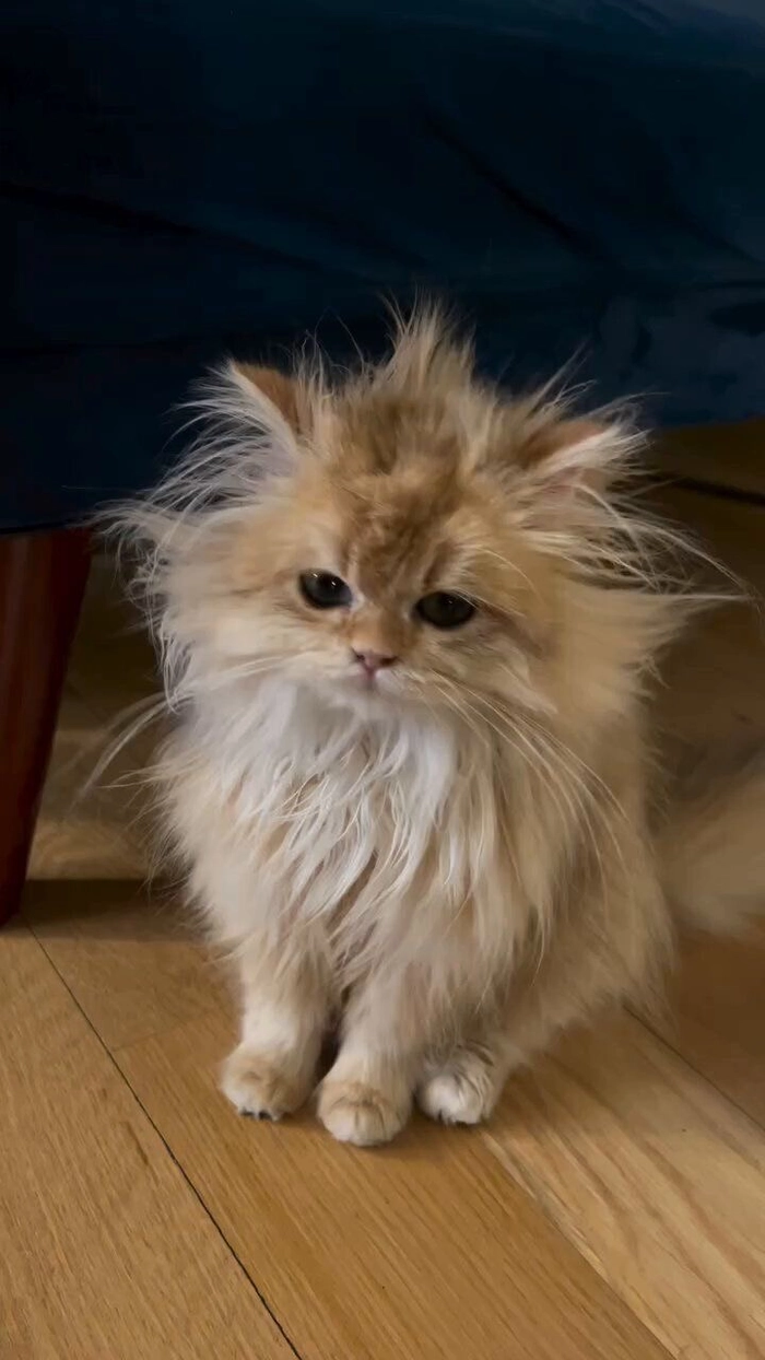 avatar mèo vô tri cute lầy lội và thú vị