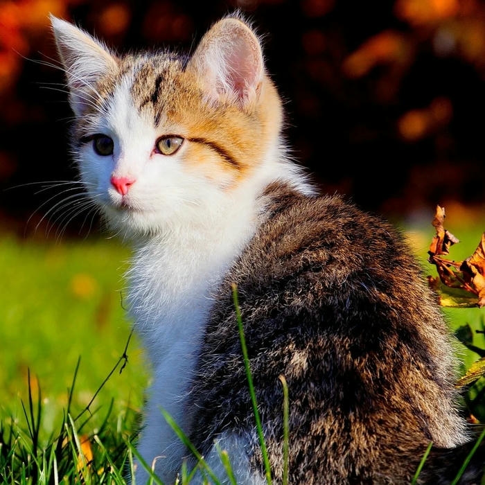 avatar mèo vô tri hình biểu cảm