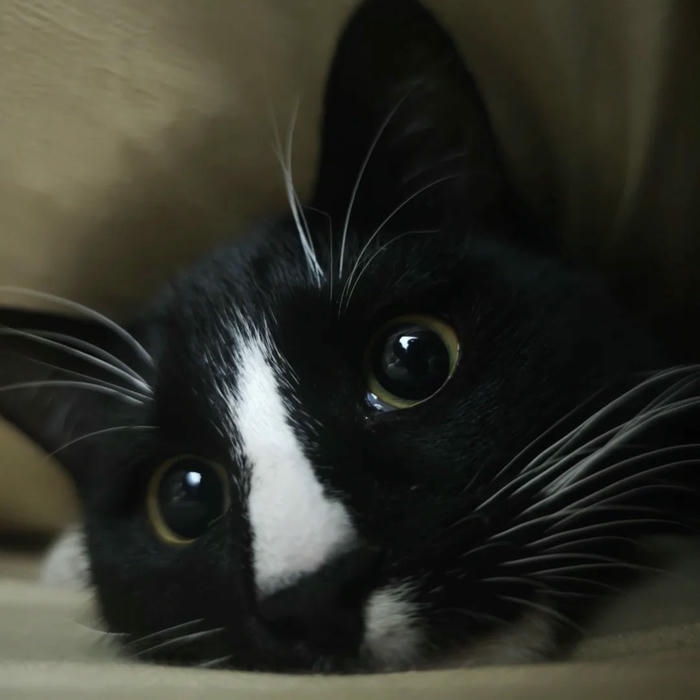 avatar mèo vô tri phong cách meme