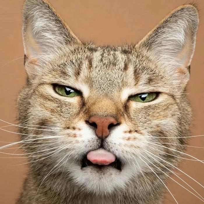 avatar mèo vô tri tạo hình vui