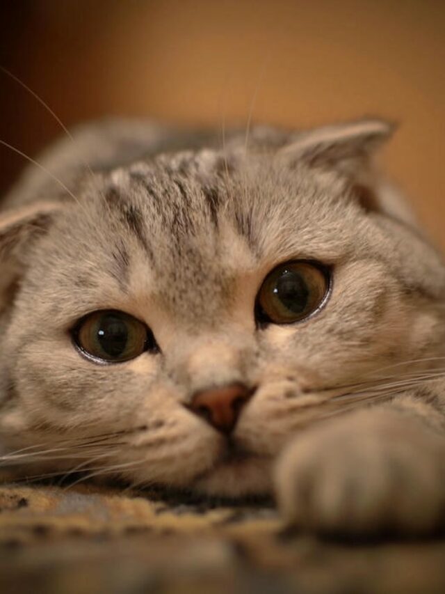 Tuyển tập 134+ avatar mèo vô tri cute, lầy lội và thú vị