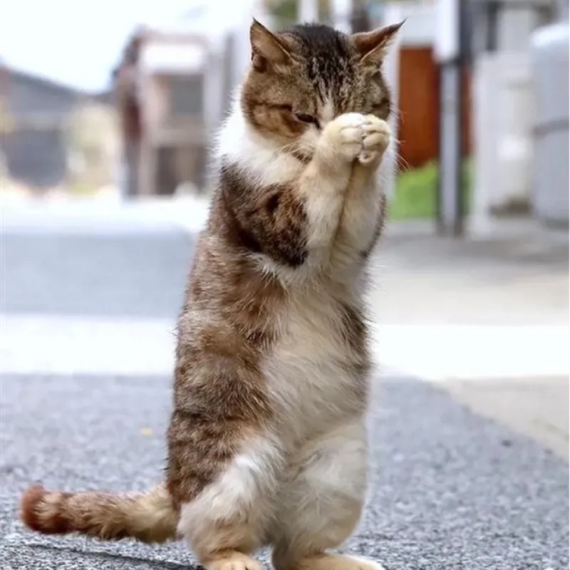 đang căng quá rồi, thả meme lạy