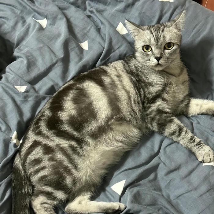 hình avatar mèo vô tri đáng yêu