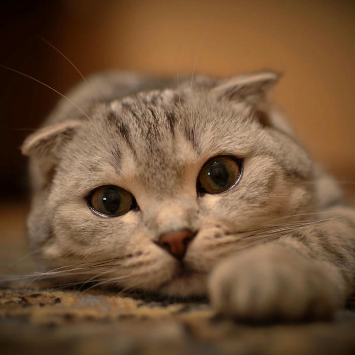 hình avatar mèo vô tri vui vẻ