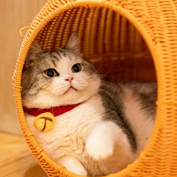 hình mèo vô tri avatar phong cách vui