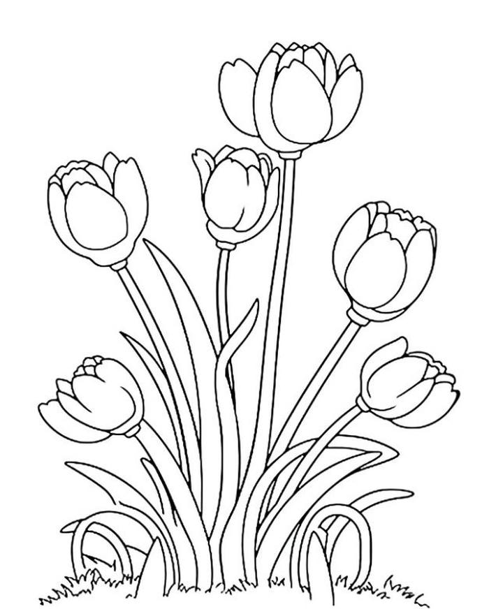 hình tulip tô màu phối lá đơn giản