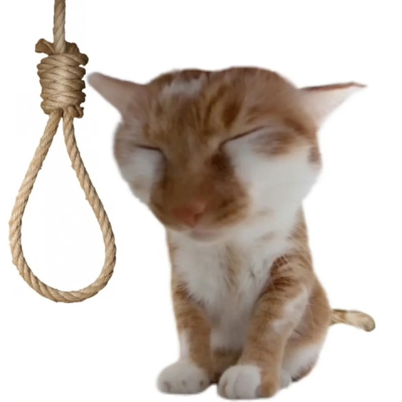 khi bị hỏi lý do, bật meme lạy