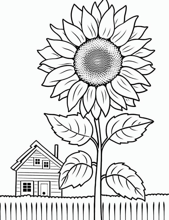 mẫu tranh hướng dương cành dài dễ tô màu