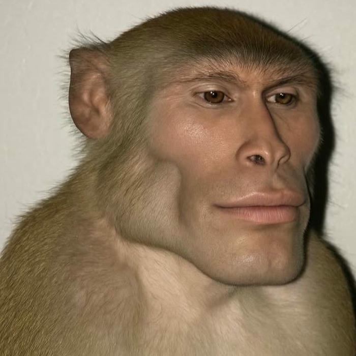 meme avatar hình ảnh vui nhộn