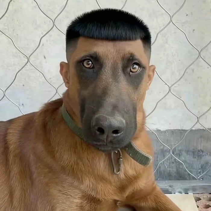 meme avatar tạo hình troll vui