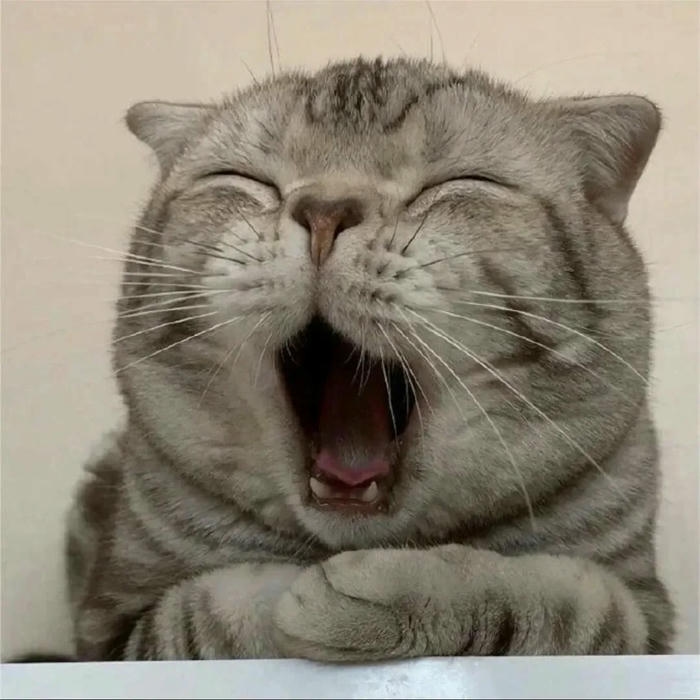 mèo vô tri avatar biểu cảm ngơ ngác