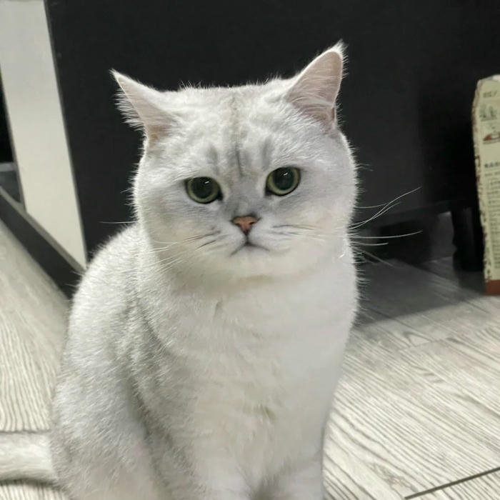 mèo vô tri avatar hình meme hài