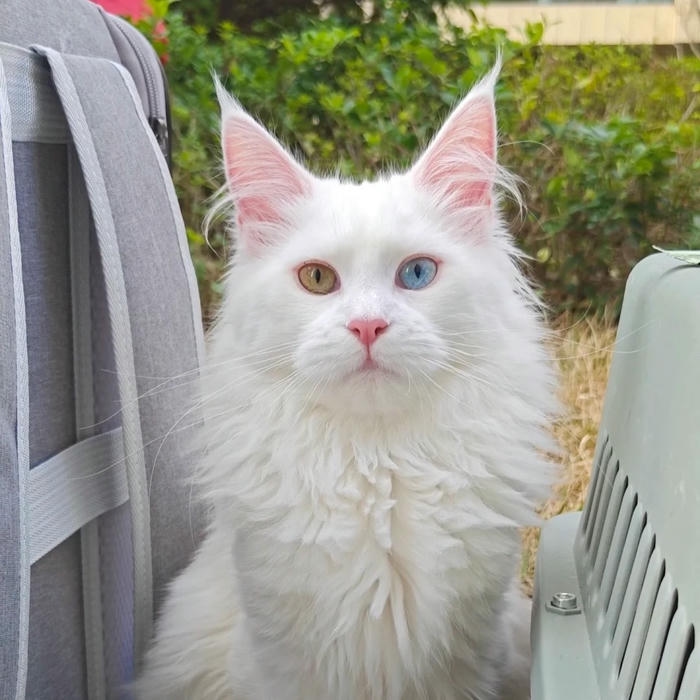 mèo vô tri avatar hình ngộ nghĩnh