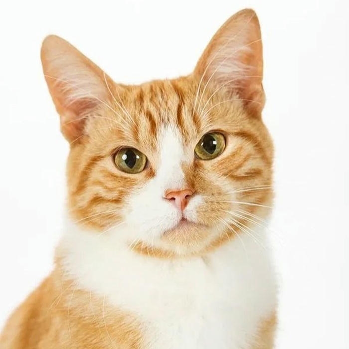 mèo vô tri avatar phong cách ngộ