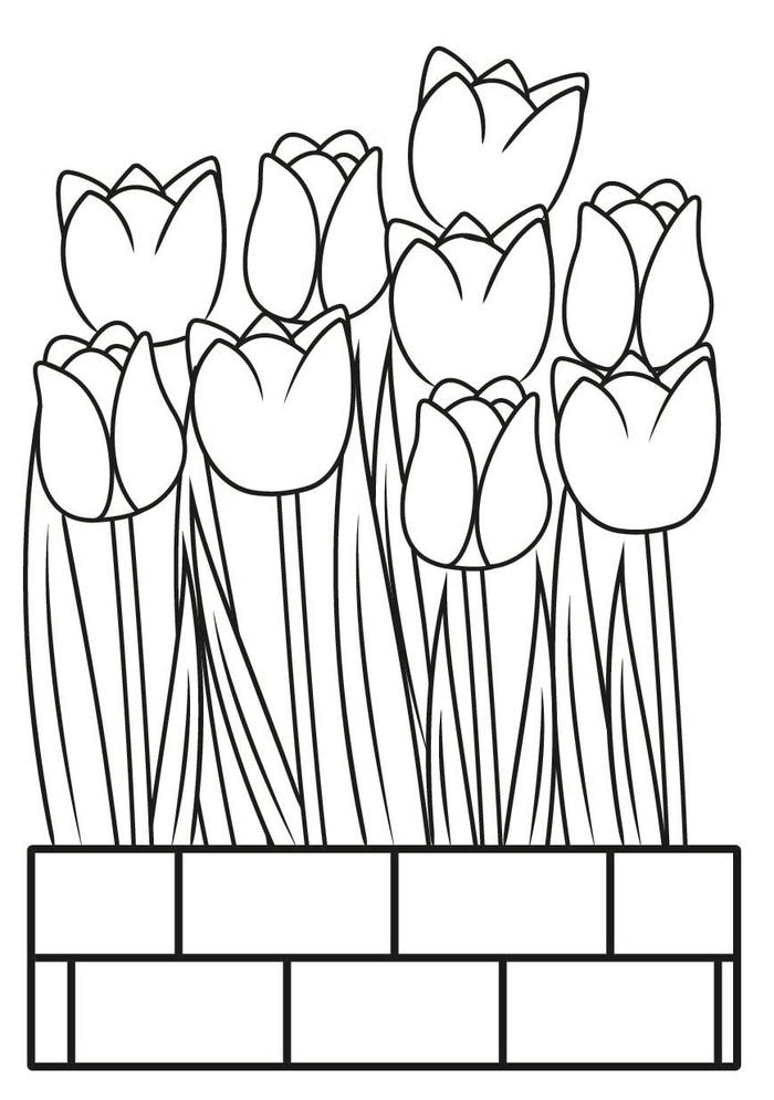 những trang tô tulip nền trắng tinh