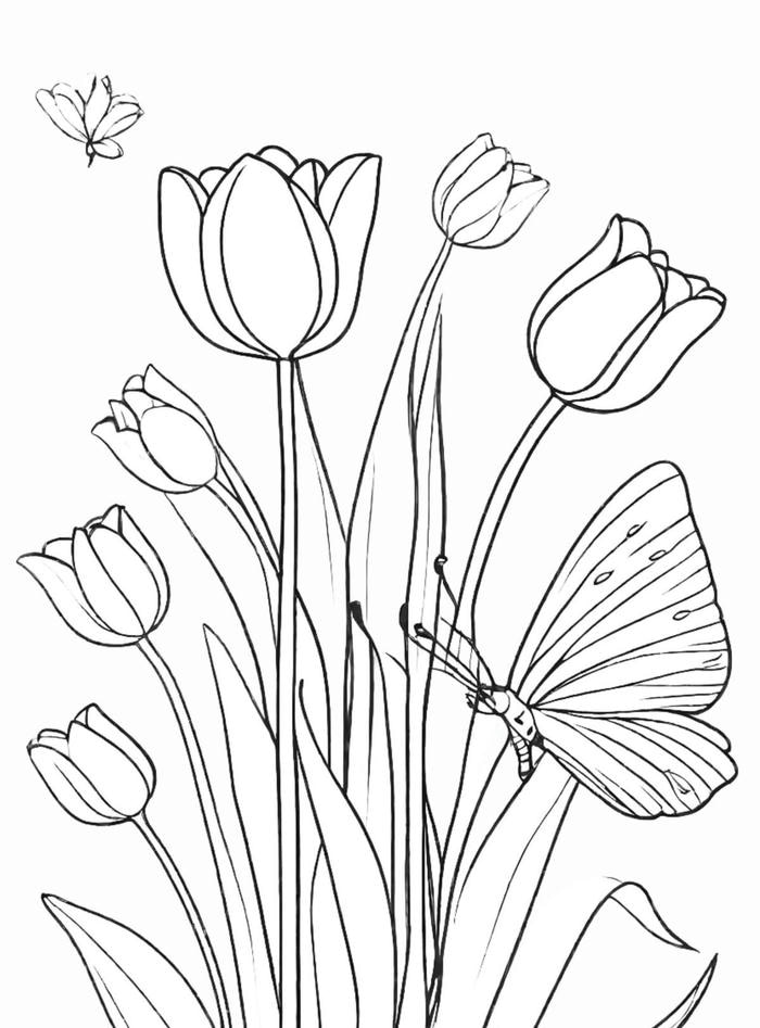 tô màu tulip nét chì mảnh