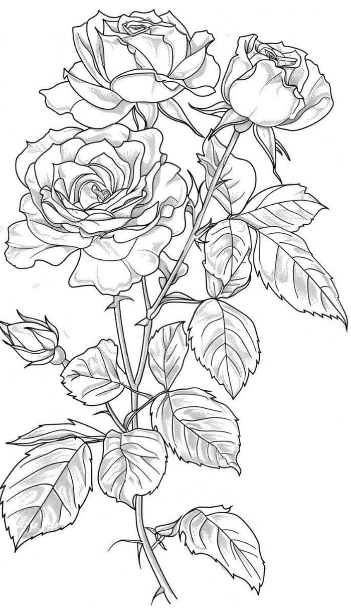 tranh tô màu cây hoa hồng