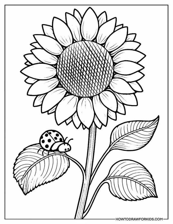 tranh tô màu hoa hướng dương đặc biệt