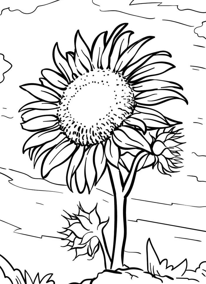 tranh vẽ hoa hướng dương cho bé tô màu