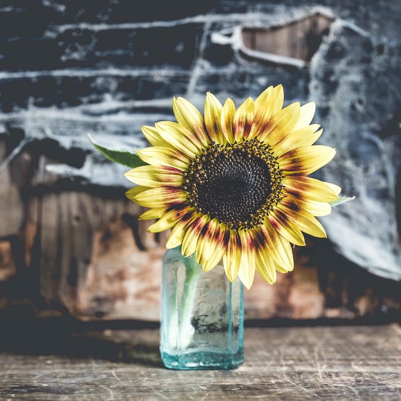 Ảnh bình hoa hướng dương bên cửa sổ nắng ấm áp