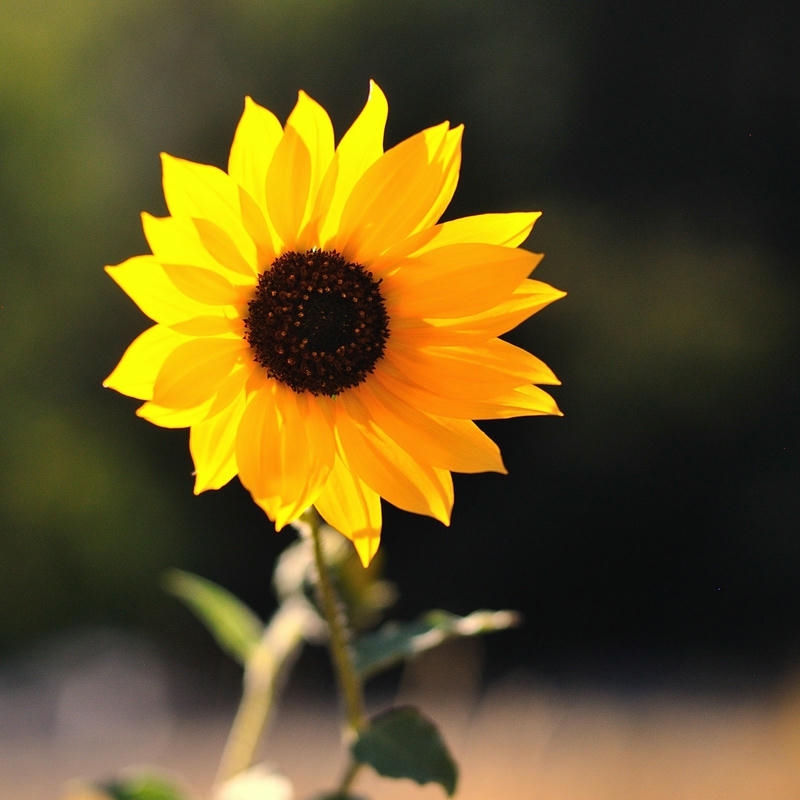 Ảnh bông hoa hướng dương vàng rực trên nền tối