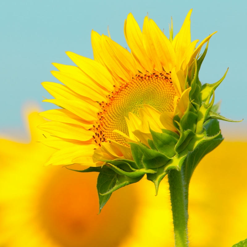 Ảnh hoa mặt trời rực rỡ dưới bầu trời xanh ngát