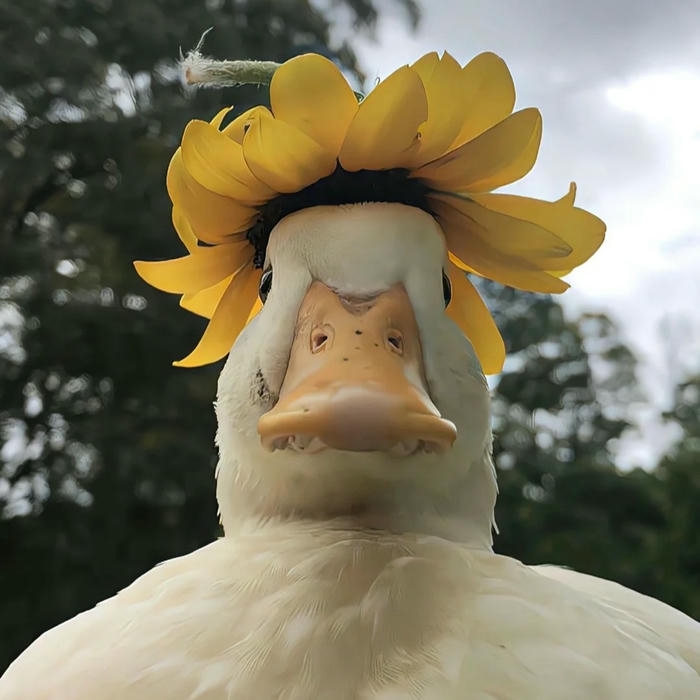 Avatar vịt cute vịt trắng đội bông hoa hướng dương
