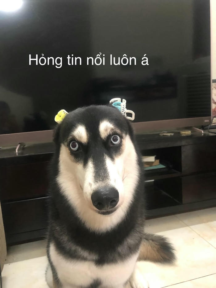 Chó meme với gương mặt gây cười từ cái nhìn đầu tiên