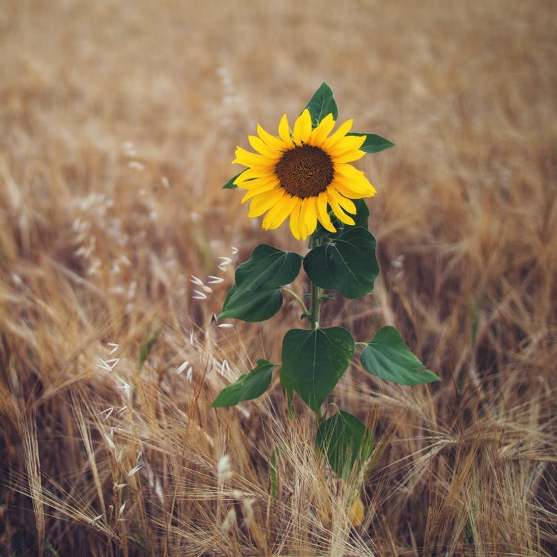 Hình hoa mặt trời lẻ loi giữa cánh đồng cỏ khô