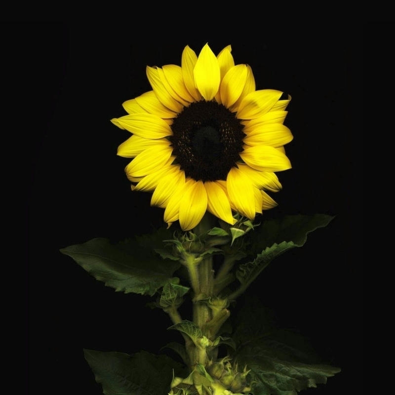 Hình nền hoa hướng dương bông hoa vàng trên nền đen