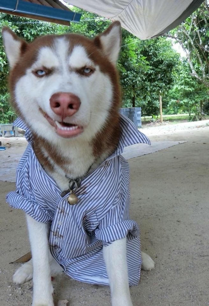 Meme chó hài hước với biểu cảm cực kỳ phong phú