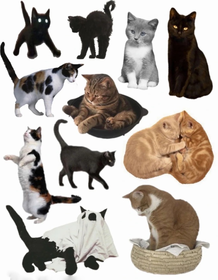 dáng mèo phổ biến sticker mèo hay dùng