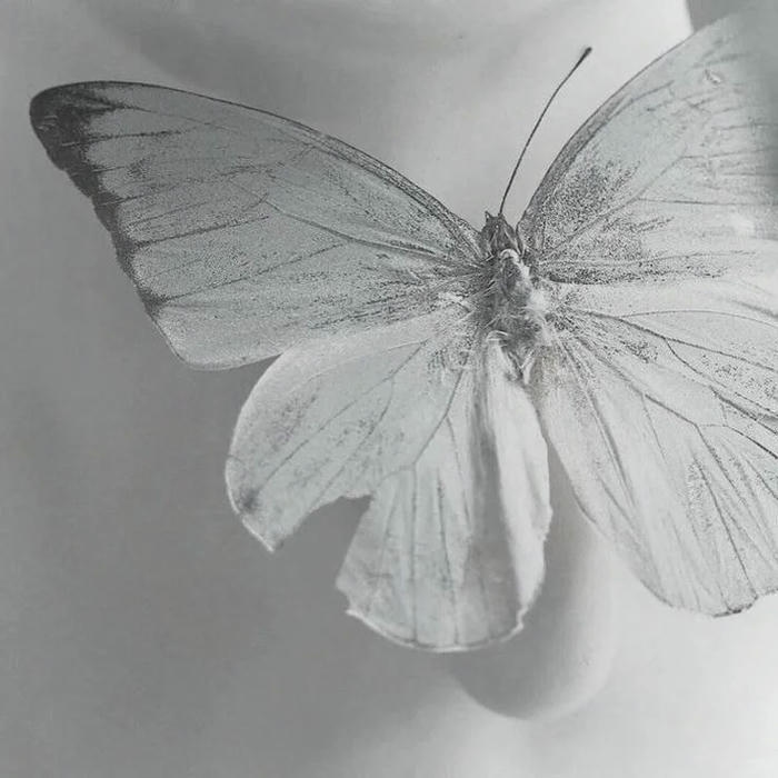 Ảnh avatar trắng tinh con bướm trắng trên nền xám
