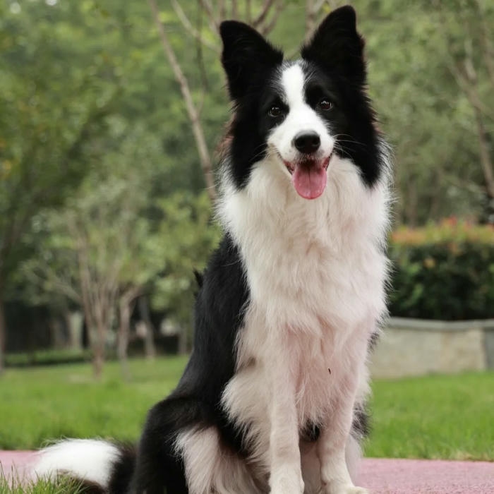 Ảnh cún cưng dễ thương Border Collie đen trắng