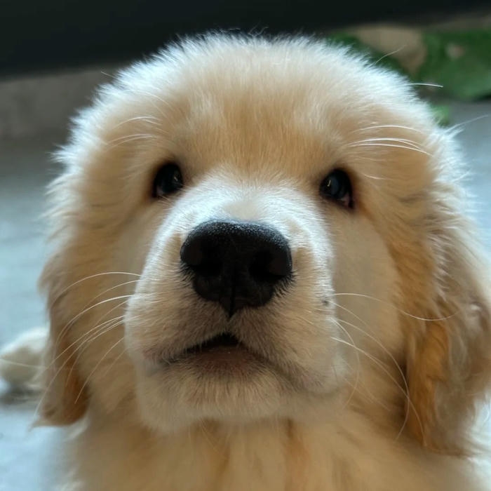 Ảnh cún cưng dễ thương Golden con mặt tròn