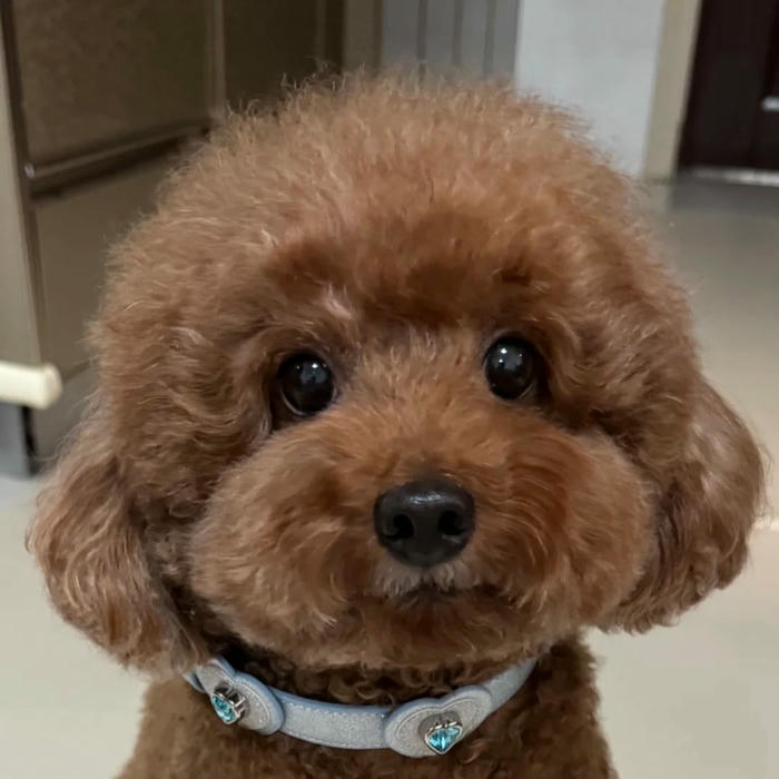 Ảnh cún cưng dễ thương Poodle nâu lông xù