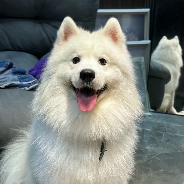Ảnh cún cưng dễ thương Samoyed trắng đứng nhìn