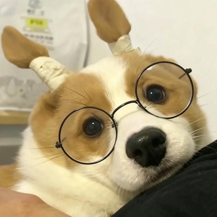 Ảnh đại diện chó Corgi đeo kính cận tri thức