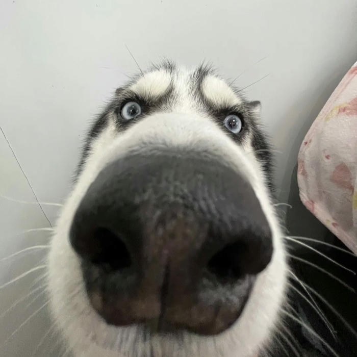 Ảnh đại diện chó Husky mũi to sát ống kính