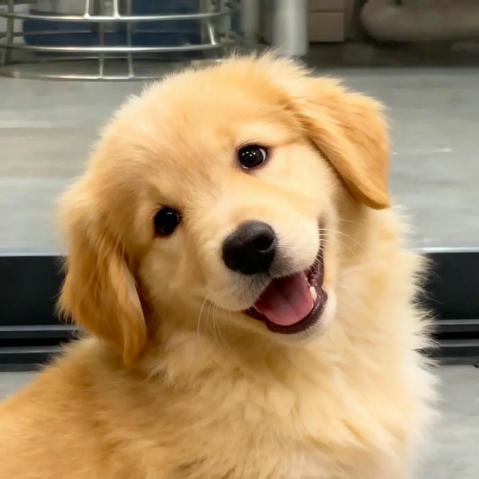 Avatar chó ngầu Golden đeo kính râm dưới nắng