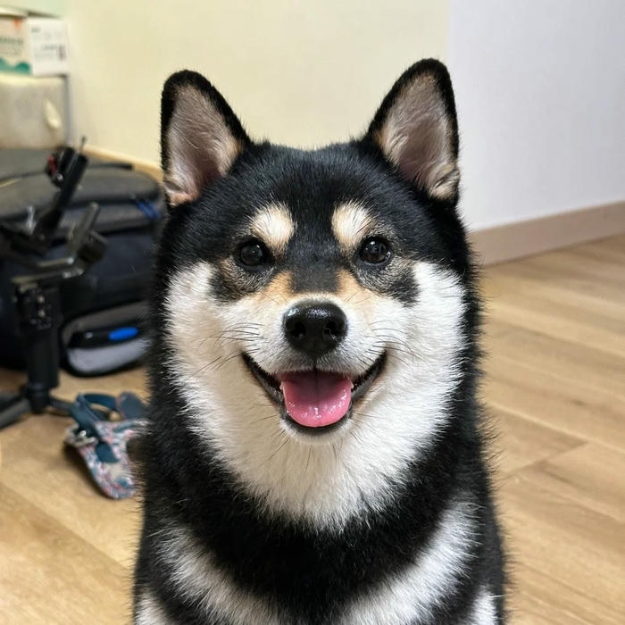 Avatar chó ngầu Husky đen cười khoe răng trắng