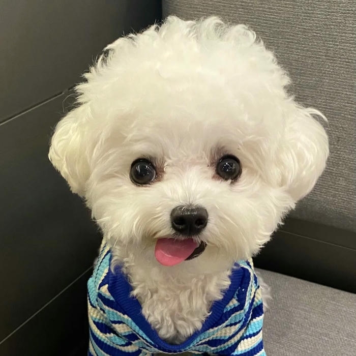 Avatar chó ngầu Poodle trắng mặc áo xanh đen